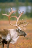 caribou