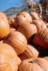 courge